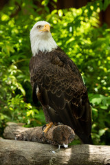 Bald eagle bird. Wildlife. USA