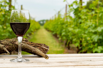 Tasting of red wine on Dutch vineyard in North Brabant