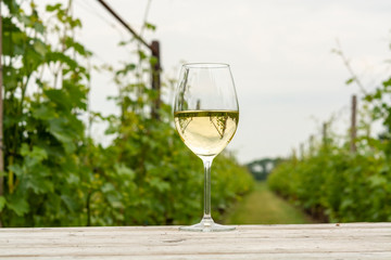 Tasting of white wine on Dutch vineyard in North Brabant