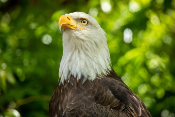 Obraz premium Bald eagle bird. Wildlife. USA