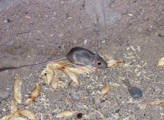 wild mouse