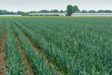 farm field with growing green leek onion plants