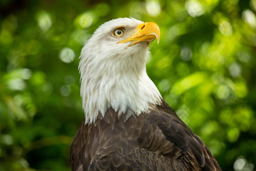 Bald eagle bird. Wildlife. USA