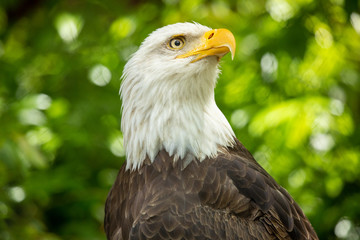Bald eagle bird. Wildlife. USA