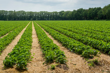 Fototapeta na wymiar Strawberry fields, strawberry plants in rows growing on farm on open air