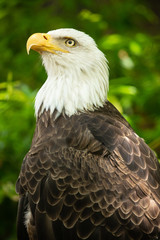 Bald eagle bird. Wildlife. USA