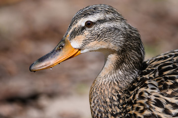 Close Look at the Profile of a Mallard Duck