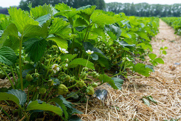 Fototapeta premium Strawberry fields, strawberry plants in rows growing on farm on open air