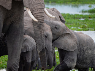 Elephant family roaming in Amboseli National Park, Kenya 