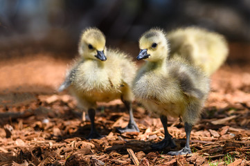 Newborn Goslings Exploring the Fascinating New World