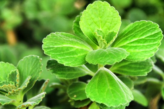 รู�?ภา�?Lamaze �?? �?ลือ�?�?ูภา�?�?�?าย�?�?�?อ�? �?ว�?�?�?อร�? �?ละวิ�?ี�?อ146 | Adobe Stock