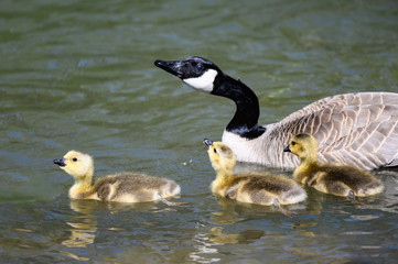 Newborn Goslings Learning to Swim Under the Watchful Eye of Mother