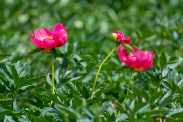 Green nature background with pink peony flowers on farmers field