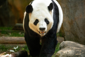 Panda front face bear. Wildlife. China. 