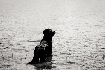 Flat Coated Retriever