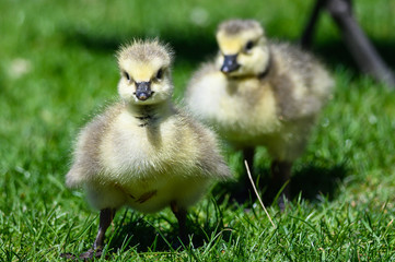Newborn Goslings Exploring the Fascinating New World