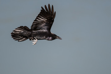 Common Black Raven Flying Over the Canyon Floor