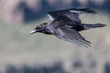Common Black Raven Flying Over the Canyon Floor
