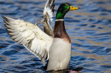 Fototapeta premium Mallard Duck Stretching Its Wings While Resting on the Water
