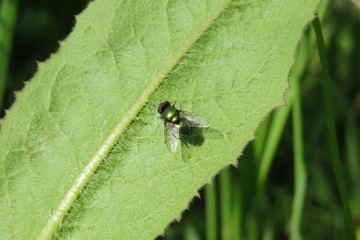 Green fly on leaf in the garden