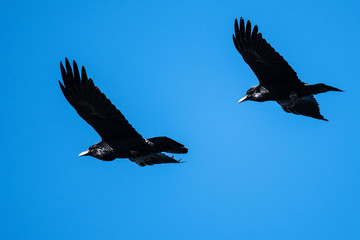 Two Common Ravens Flying in a Blue Sky