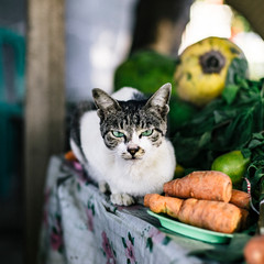 Market Cat