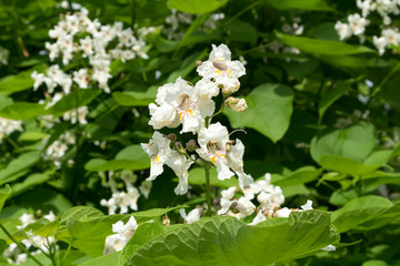 Catalpa speciosa white flowers and foliage.