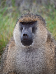 Male Baboon in Amboseli National Park, Kenya