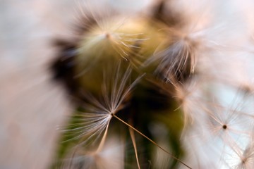 Dandelion.  Dandelion seeds close up. Soft focus