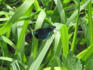 butterfly on grass