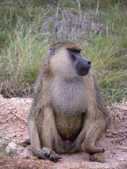 Male Baboon in Amboseli National Park, Kenya