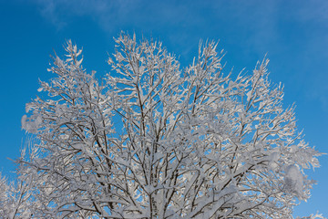 The plateau of Cansiglio