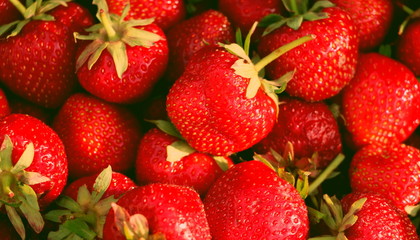 Harvesting fresh strawberries in June. Sweet red strawberry. Strawberry Farm Box with ripe berry. Manual labor in the garden. A bunch of strawberries in hand.