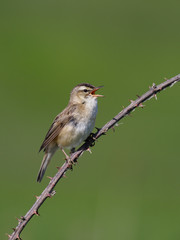 Sedge warbler, Acrocephalus schoenobaenus