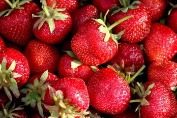 Harvesting fresh strawberries in June. Sweet red strawberry. Strawberry Farm Box with ripe berry. Manual labor in the garden. A bunch of strawberries in hand.