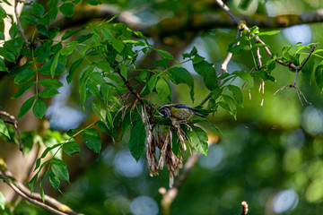 Blue tit in a tree