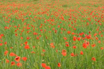 Beautiful red shining poppies after a thunderstorm. Rain drops on the flowers