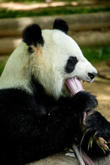 Obraz premium Panda bear eating bamboo. Wildlife. 