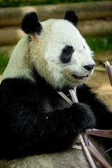 Fototapeta premium Panda bear eating bamboo. Wildlife. 