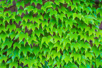 green background leaves spinning on a concrete fence