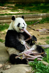 Obraz premium Panda bear eating bamboo. Wildlife. 
