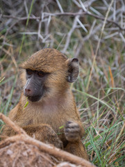 Baby Baboon foraging in Amboseli National Park, Kenya