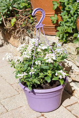 Fototapeta na wymiar Planter with white vervain flowers