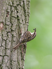 Treecreeper, Certhia familiaris