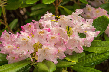 pink flowers in the garden