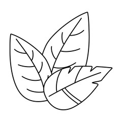 Isolated leaf design vector illustration