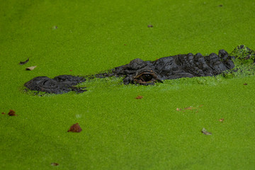 Der Kopf eines freigestellten Alligators zwischen grünen Wasserpflanzen in der Seitenansicht