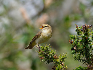 Willow warbler, Phylloscopus trochilus