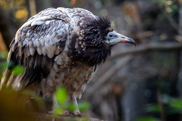 Young egyptian vulture (Neophron percnopterus) with brown feathers