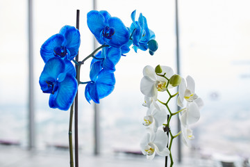 A branch of an orchid with blue flowers. Blue flowers, beauty. © Georgii